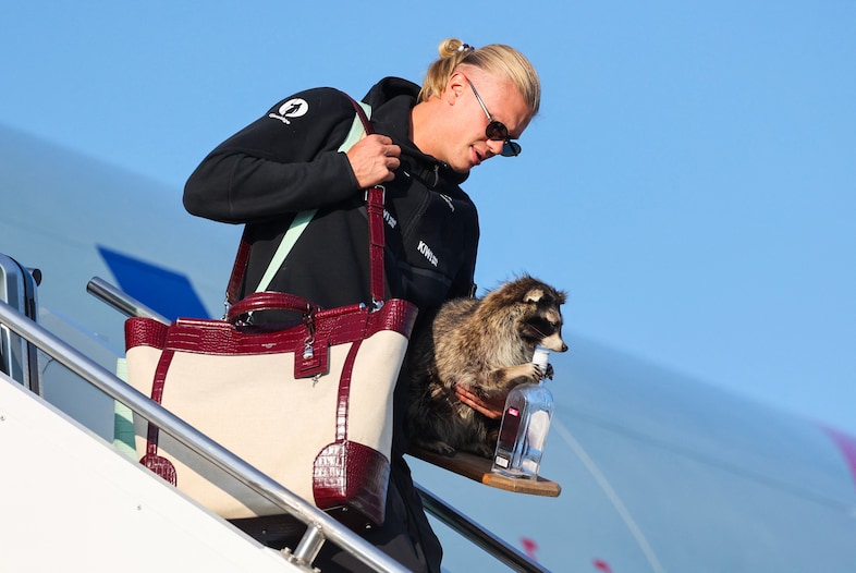 Erling Haaland and racoon