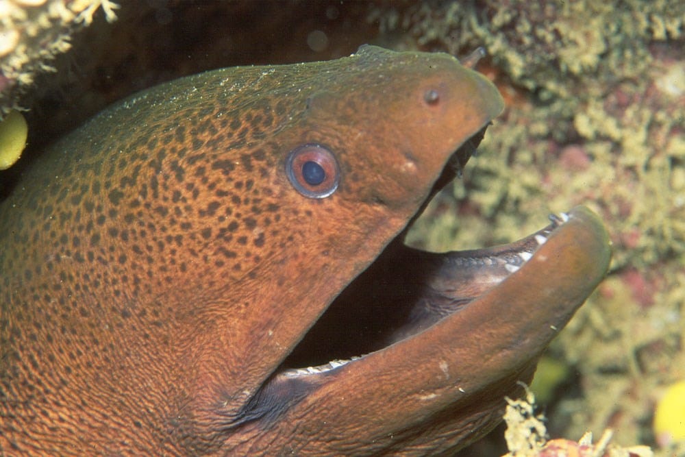 Gymnothorax javanicus Giant moray eel