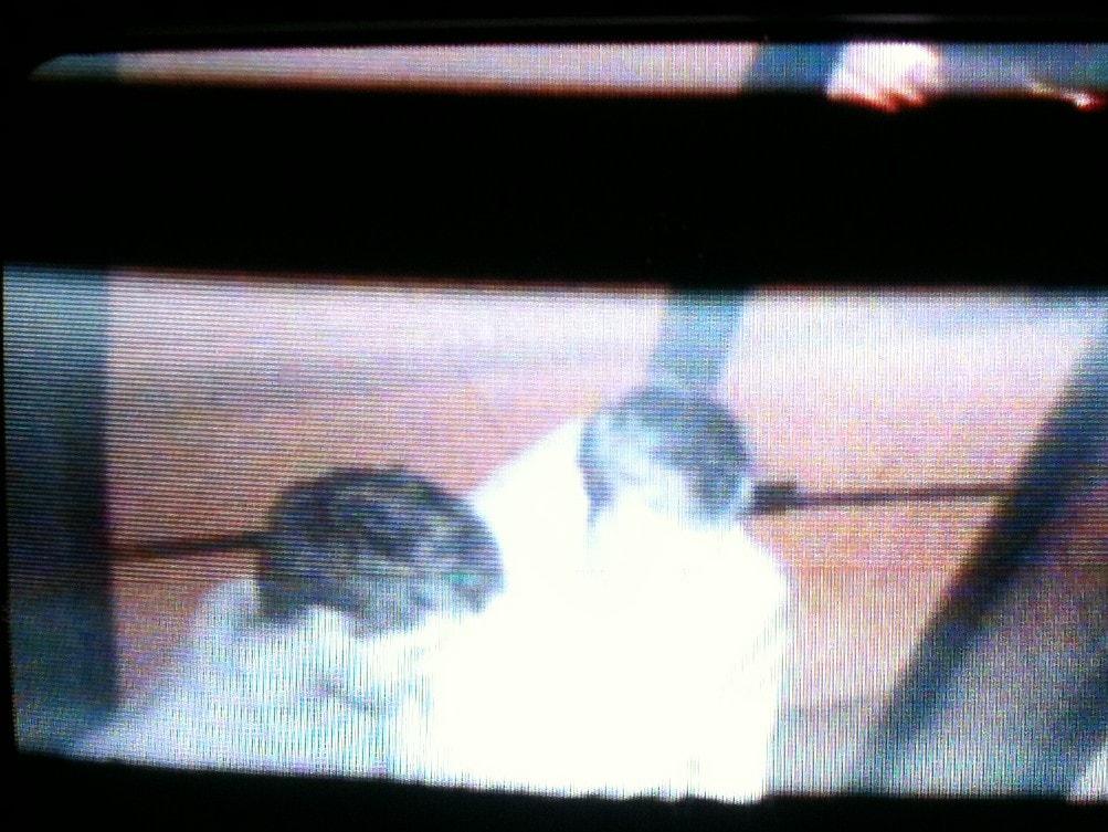 IMG_1179 security cam