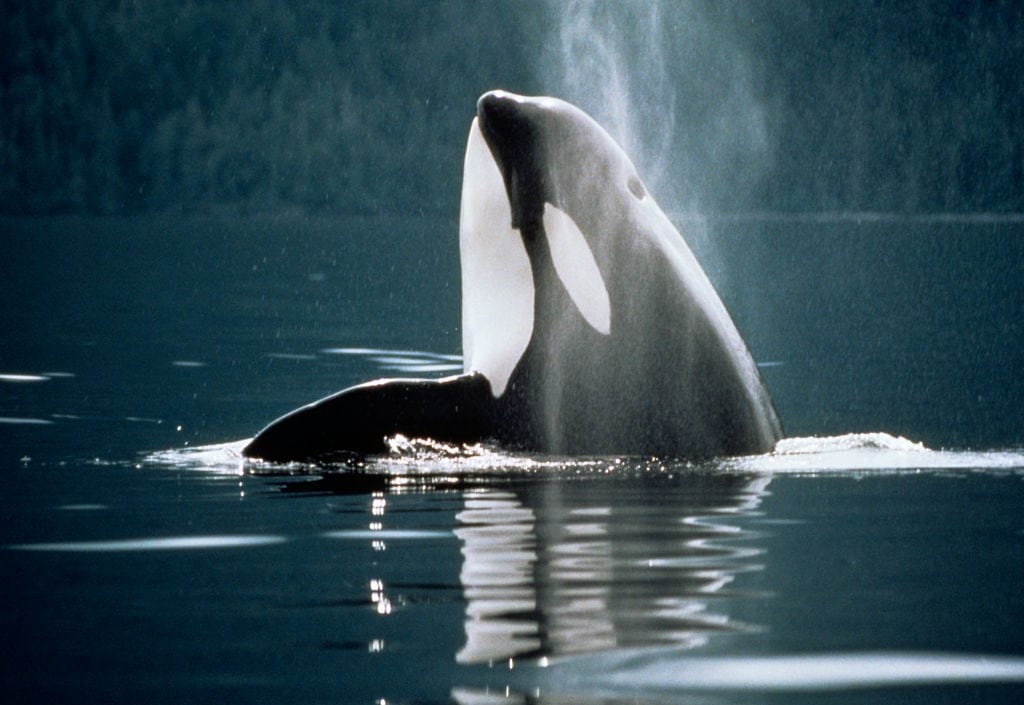 A lovely little Orca x