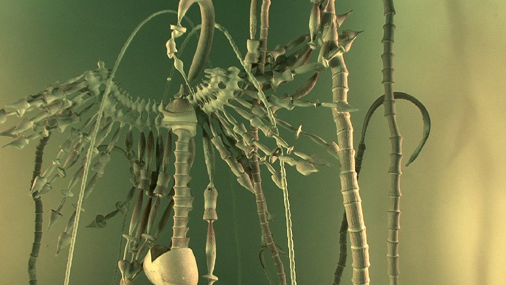 'Pareidolia' - HD video for projection with sound 