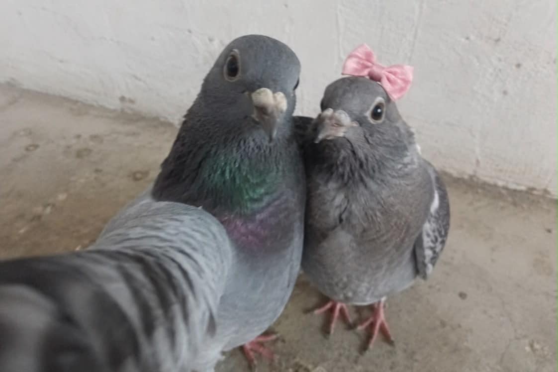 How pigeons became a post-digital icon