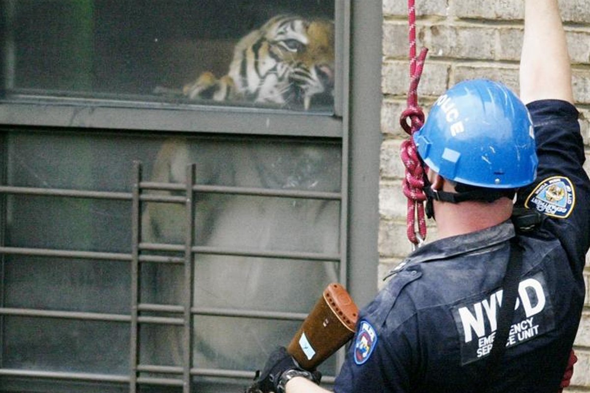 RIP Ming, A Legendary NYC Apartment Tiger - Gothamist