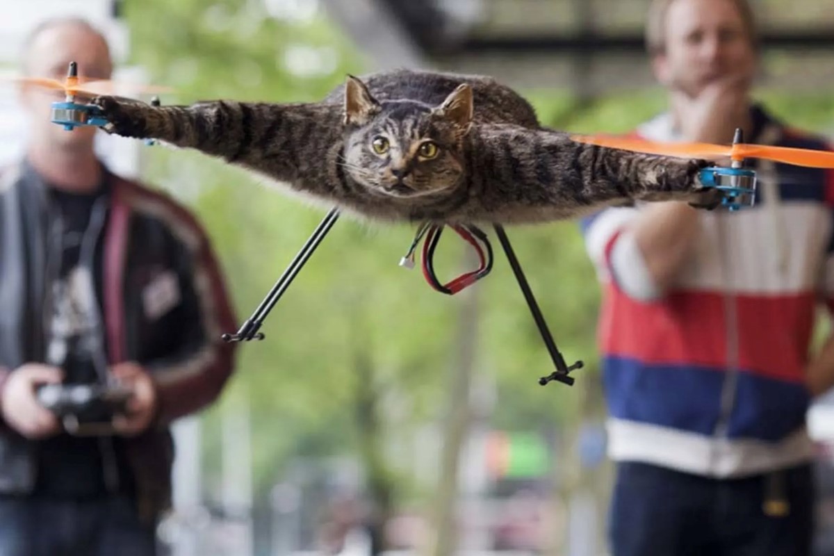 Flying bird shop drone for cats