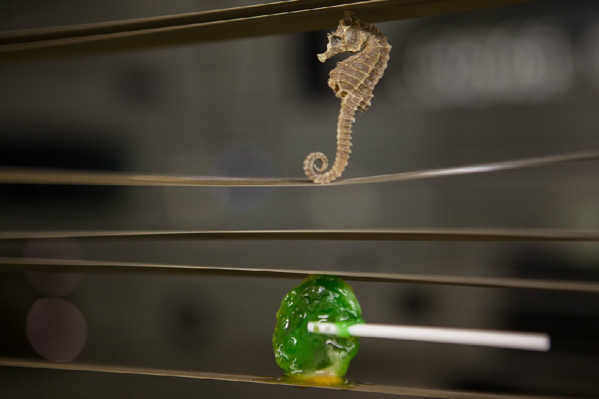 Art: Samara Scott / photo: Robin Sinha