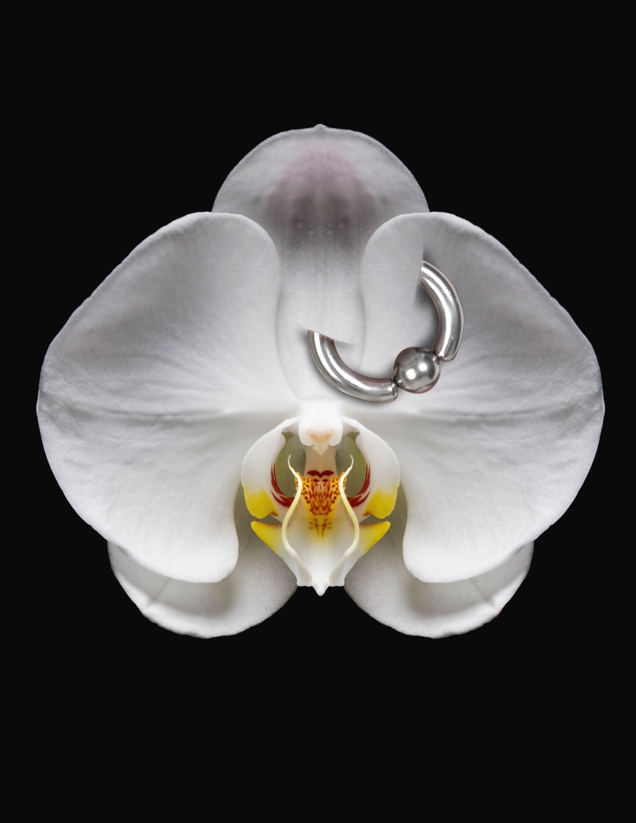 Genital piercings gender affirming