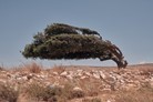Greg Holland, Resistance: Art for a Free Palestine (2024)