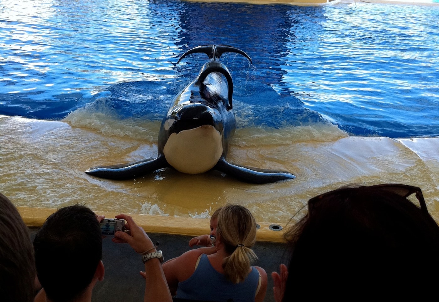 Blackfish Dogwoof Documentary 10