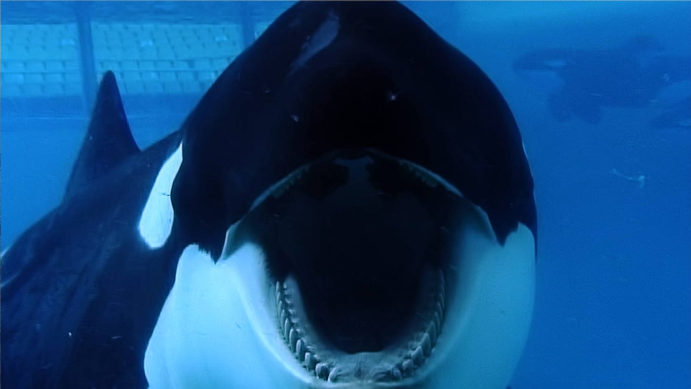 Blackfish Dogwoof Documentary (7)