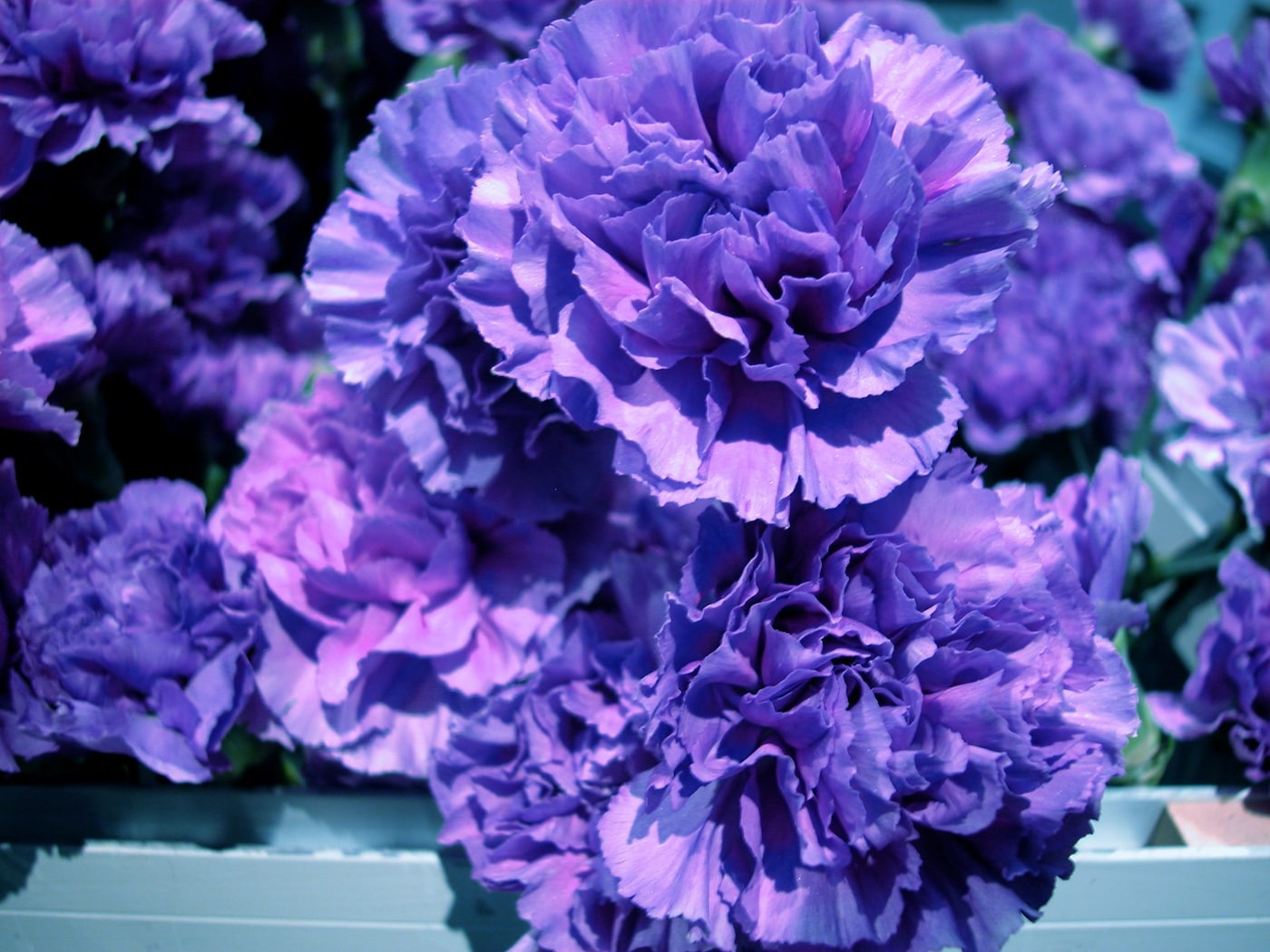 Common-Flowers-BlueCarnation