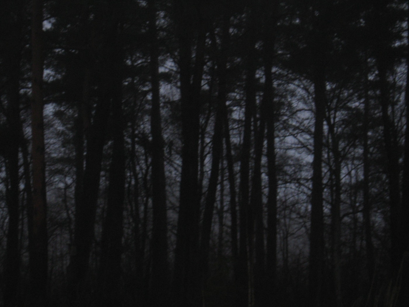 Black_Horror_Forest_by_Sundeal