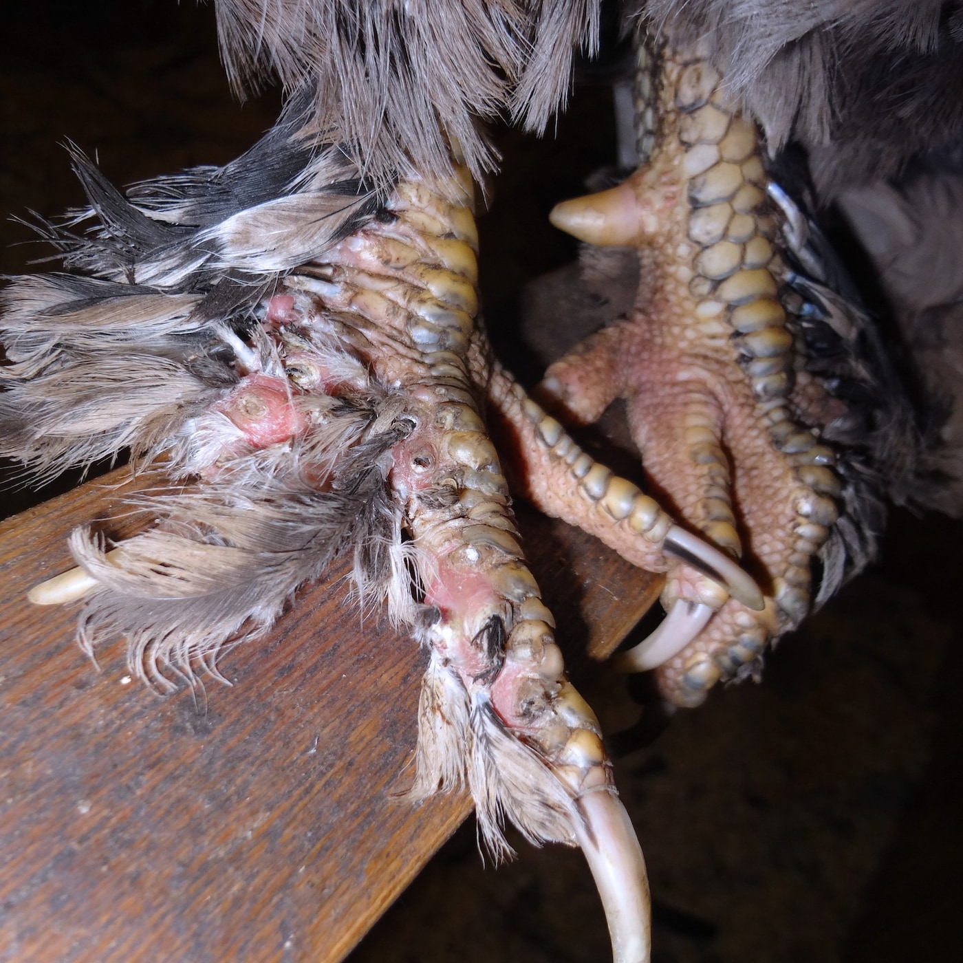 Jesse Kanda heart EP