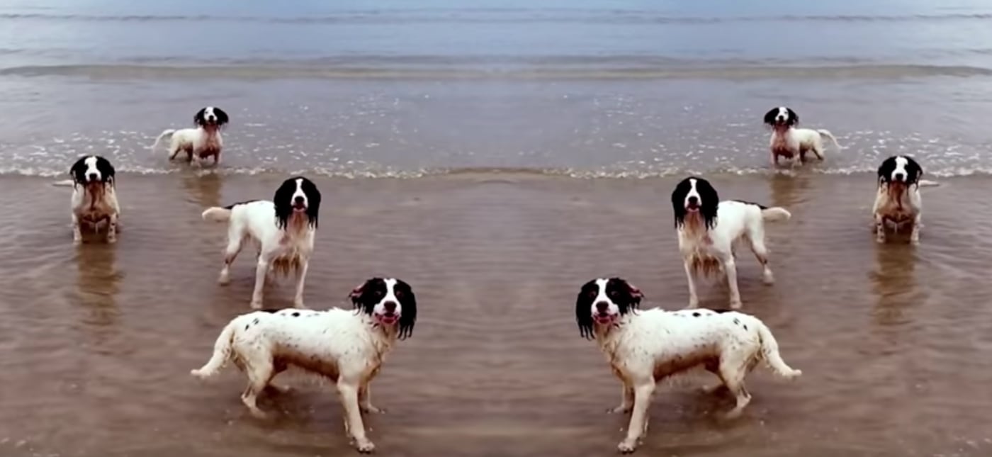 tilda Swinton dogs opera music video