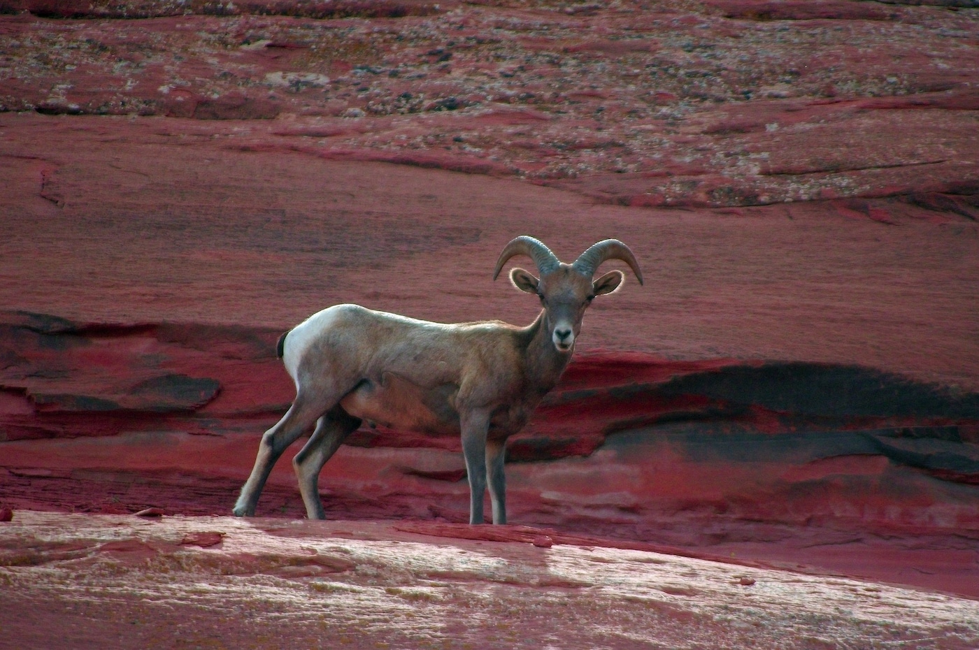 Bighorn sheep