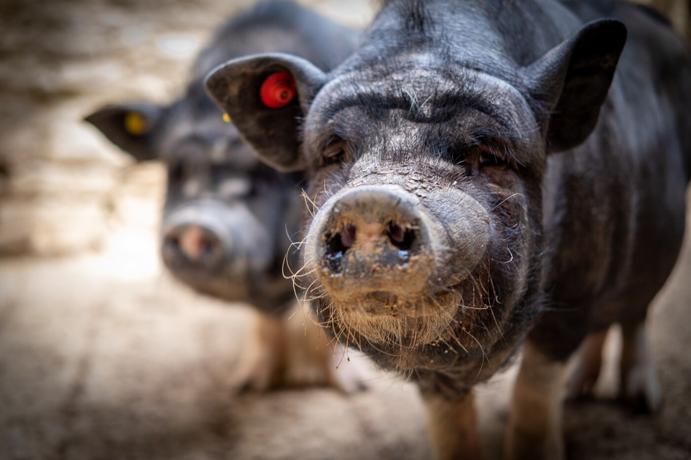 30-50 feral hogs take over Twitter (and your yard)
