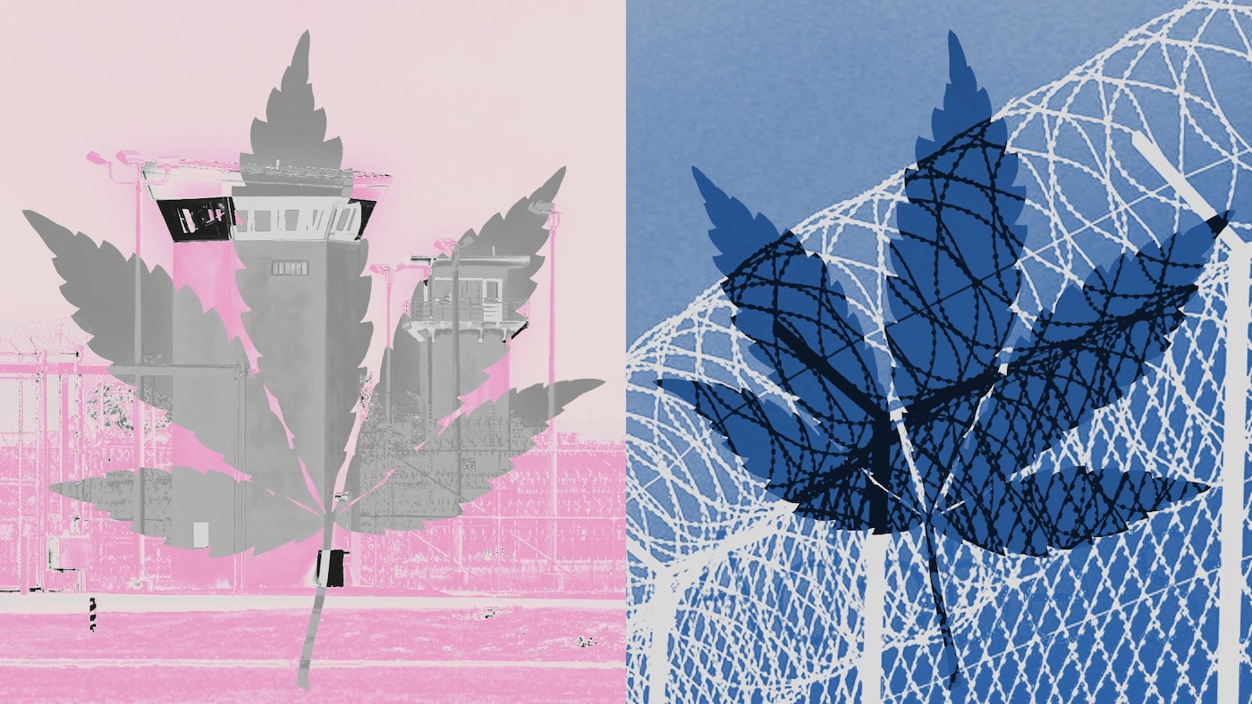 Cannabis marijuana prisoners America