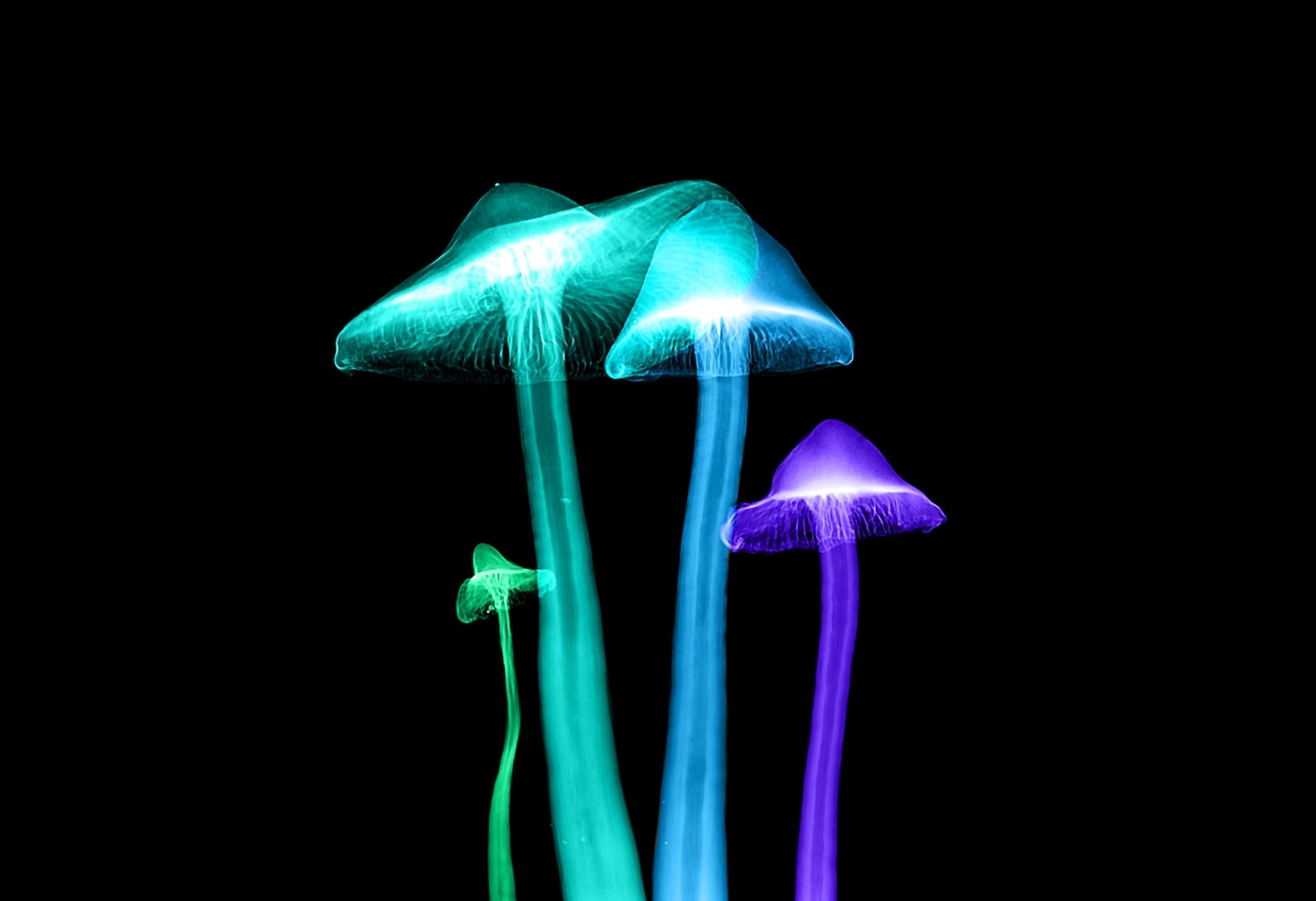 Magic mushrooms
