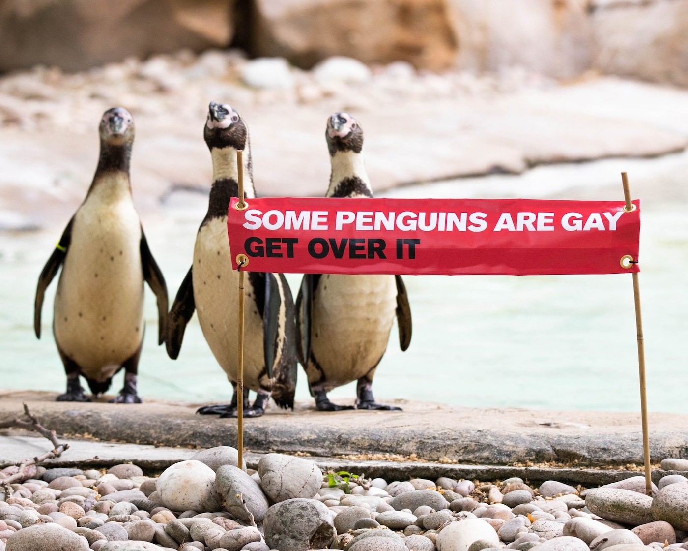 gay penguins