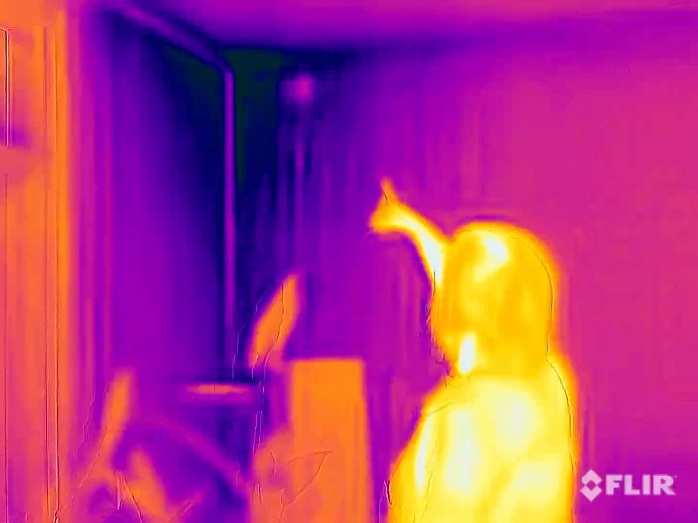 Avril Corron, Got Damp (2023)