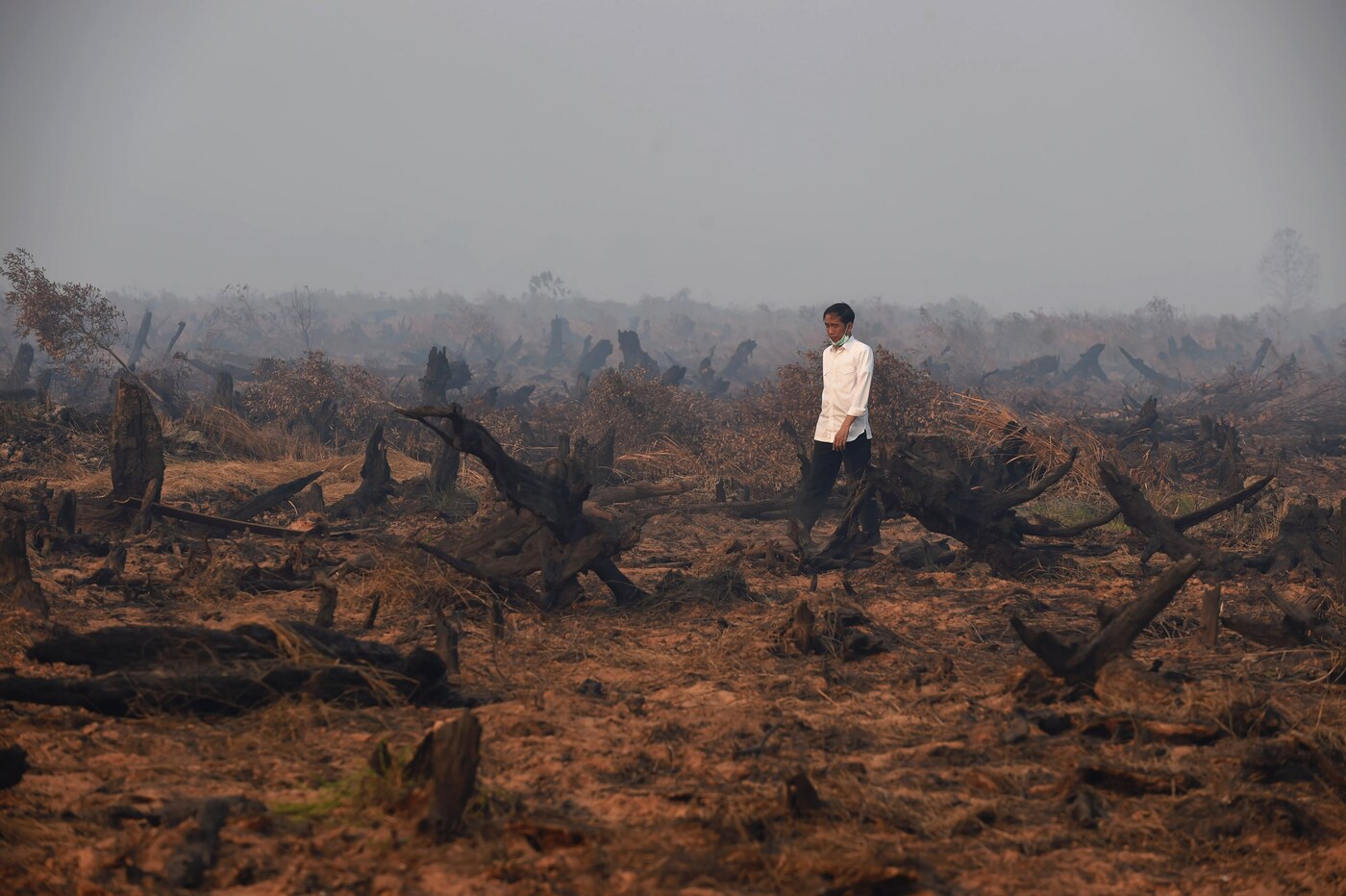 palm oil deforestation palmless sustainable skincare