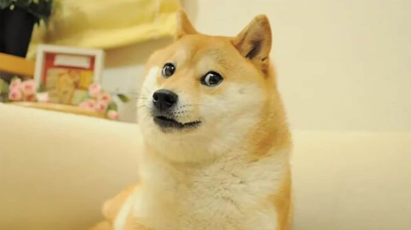 doge meme
