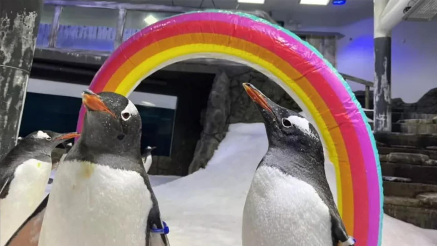 Sphen and Magic, gay penguin lovers