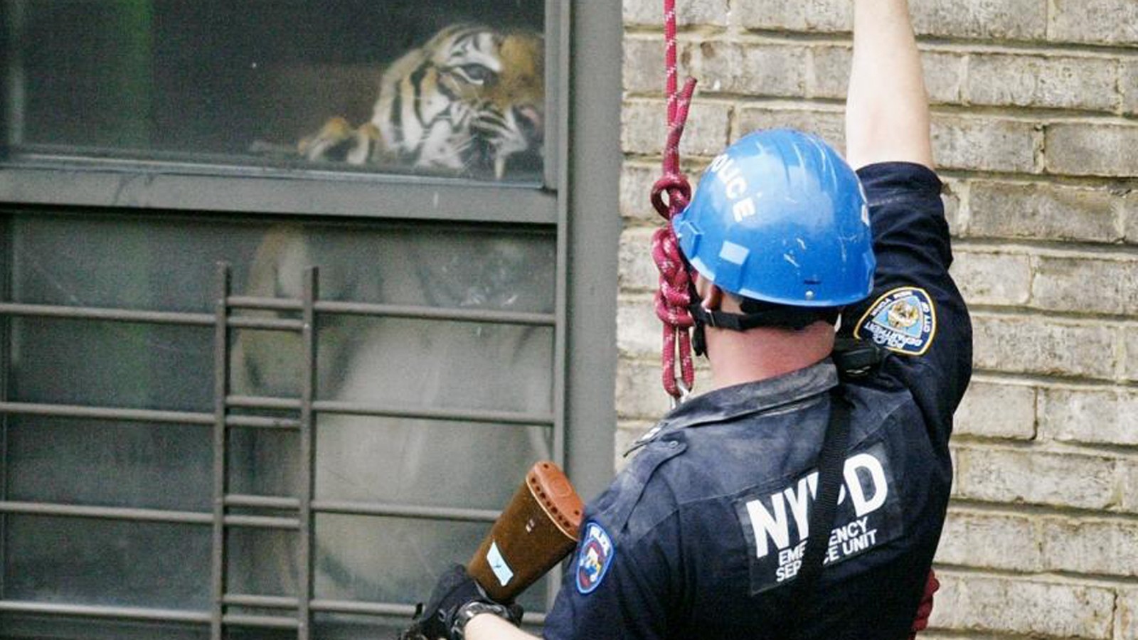 Ming, the Bengal Tiger Raised in a Harlem Apartment, Has Died