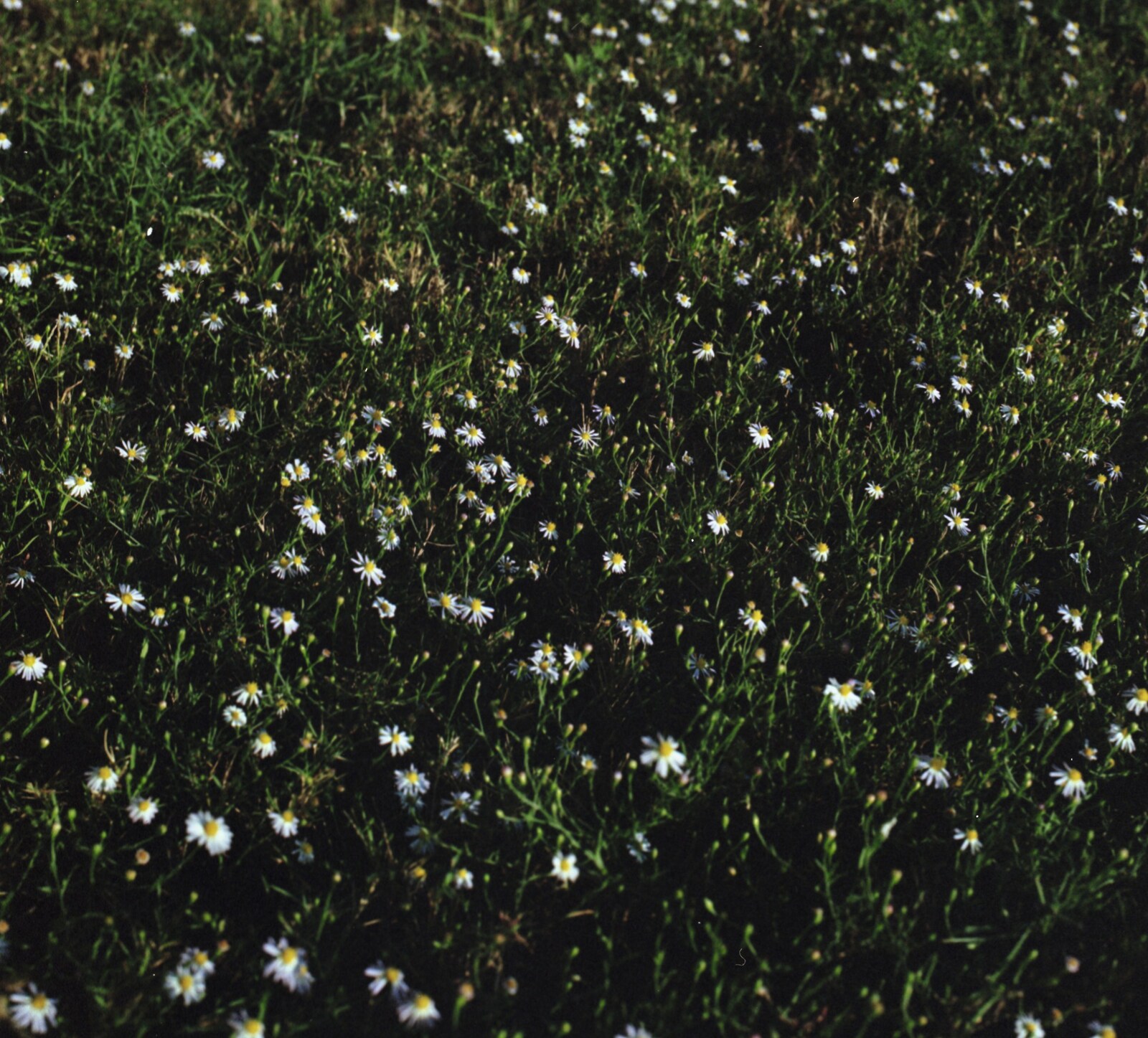 Miranda Barnes CK One