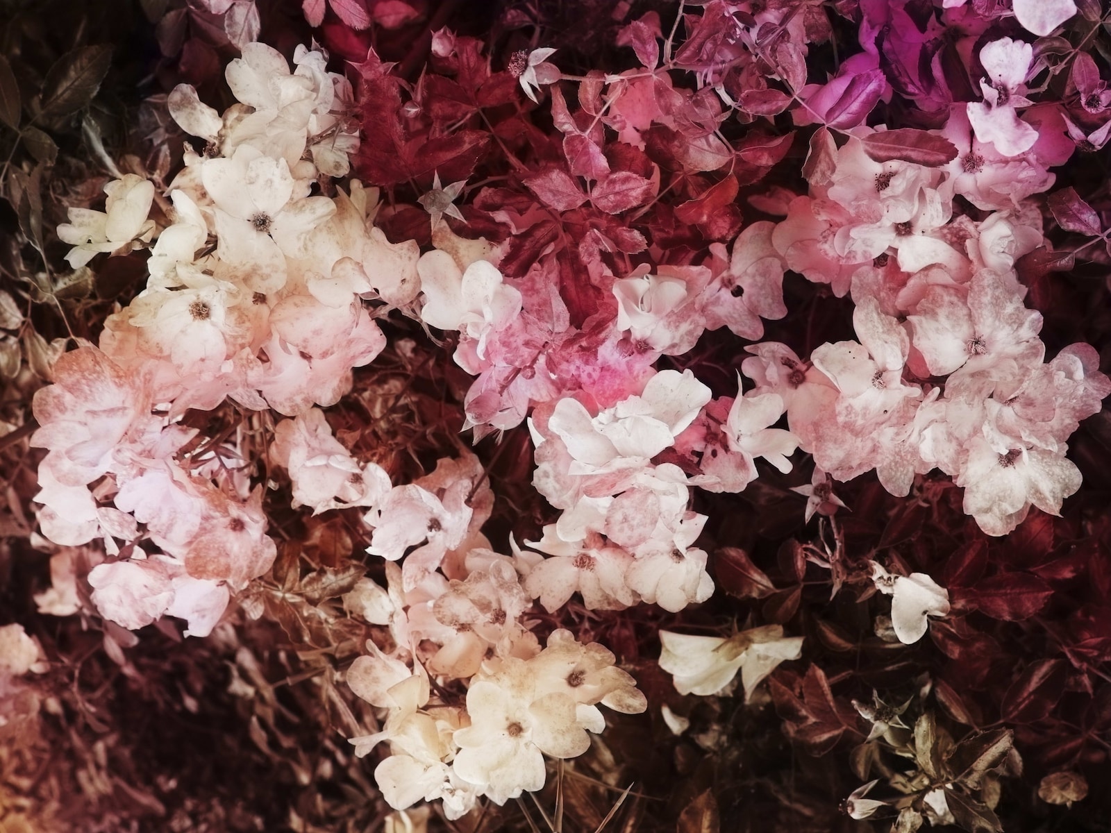 Trevor Paglen, Bloom (#7c5756) (2020)