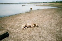 Dead and living dogs, San Miguel, 2011 7