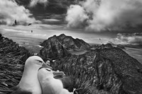 Black-browed albatrosses, Willis Islands 2009.jpg 16