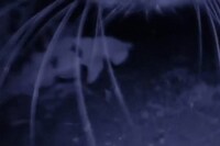 Nika Sandler, My Nonhuman Friends 16