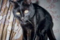 Nika Sandler, My Nonhuman Friends 17