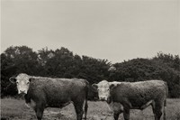 08. Peter Hujar, Butch and Buster, Hyrkin Farm, We 5