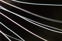 Nika Sandler, My Nonhuman Friends 9