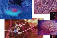 Inside Biophilia