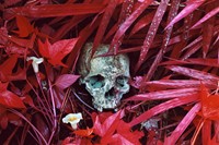 Richard Mosse_Of Lilies and Remains_Courtesy Edel 2