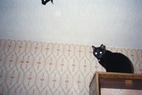Nika Sandler, My Nonhuman Friends 1
