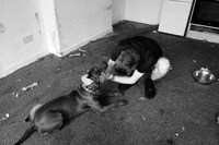 Loaded Gun Charlie Birch 10