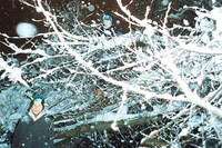 Noah Noyan Wenzinger, Noyan 2015-2022 8