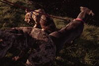 Loaded Gun Charlie Birch 6