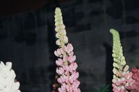 Lin Zhipeng (AKA No.223) at Saint Laurent, Rive Droite 9