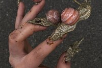 Community Alona Sobolevska nail artist 6