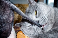 10_PIG_FengLi_NoteNoteÉditions 8