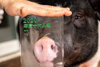 1 Pig Feng Li Note Note éditions 1
