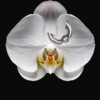 Genital piercings gender affirming