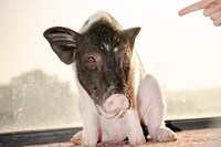 12_PIG_FengLi_NoteNoteÉditions 11