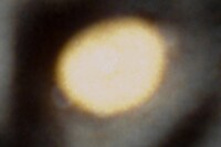 Nika Sandler, My Nonhuman Friends 12