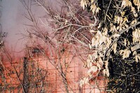 Leafy Yun Ye, Tokyo Odyssey 8