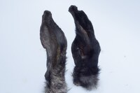 Nika Sandler, My Nonhuman Friends 14